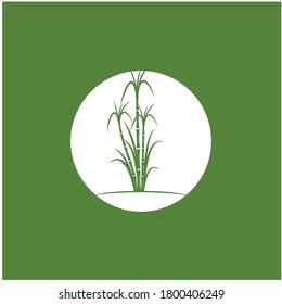 Sugar cane plant logo vector illustration design template