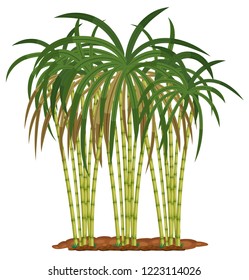 Sugar Cane Plant On White Background Illustration