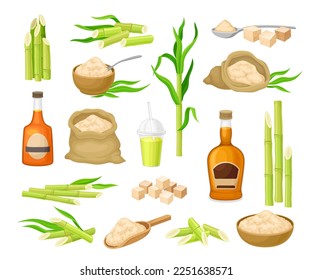 Sugar Cane Plant with Stem and Organic Product with Rum in Bottle Big Vector Set