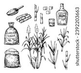 Sugar cane plants and leaves. Hand-drawn illustration in engraving retro style. Set of isolated vector design elements.