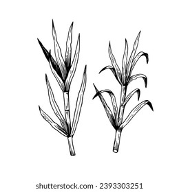 Sugar cane plants. Stems and leaves. Hand-drawn illustration in engraving retro style. Set of isolated vector design elements