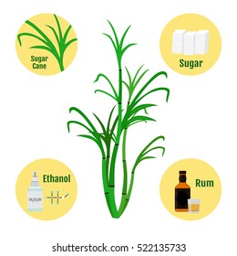 Sugar Cane And Products Of Cane.Glass And Bottle Of Rum, Sugar, Ethanol. Illustration In Flat Vector Style.