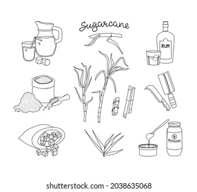 Sugar cane and its products set. Rum, juice and molasses. Vector illustration of the outline.