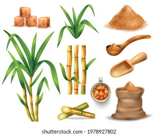 Sugar cane realistic set with manufacture symbols isolated vector illustration