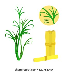 Sugar cane set. Flat style. Organic food, sugarcane. Rum source.