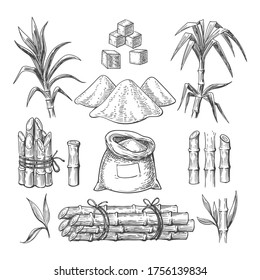 Sugar cane sketch. Hand drawn stems and leaves set, harvest of sweet plant from plantation, growing cultivation stalks, vector illustration