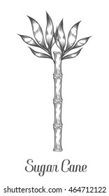 Sugar cane stem branch and leaf vector hand drawn illustration. Sugarcane Black on white background. Engraving style.