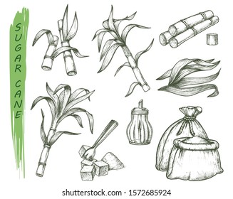 Sugar cane or sugarcane isolated sketch symbols