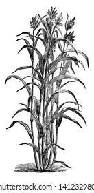 The sugar cane is thick and long, it grows fifteen to six feet tall, its branches are thin and long, the flowers grow on the upper side, its leaves are pointed, vintage line drawing or engraving