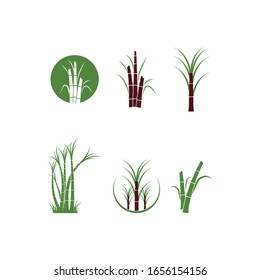 Sugar cane tree logo vector illustration design