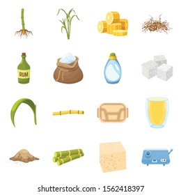 Sugar cane vector cartoon icon. Set icon of sugarcane plant with natural leaf on farm.