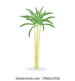 Vector de caña de azúcar.Aislado sobre fondo blanco.Diseño plano.Ilustración sobre planta.