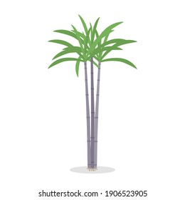 Sugar cane vector.Isolated on white background.Flat design style.Illustration about plant.