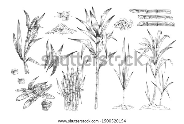砂糖菓子の手描きのベクターイラストセット サトウキビの木 植物の枝を育てると 収穫が行われます ラムの具材を白黒で描く 白い背景にプランテーションの収穫 のベクター画像素材 ロイヤリティフリー