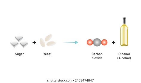 Sugar Fermentation. Alcohol Production by Yeast and Sugar Scientific Design. Vector Illustration.