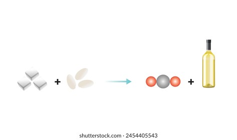 Sugar Fermentation. Alcohol Production by Yeast and Sugar Scientific Design. Vector Illustration.