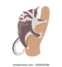 Sugar glider with baby climbing a tree on white background. Cute mother sugar glider with her child on a back. Parent concept.