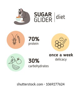 Sugar glider diet infographic elements. Vector flat icons.