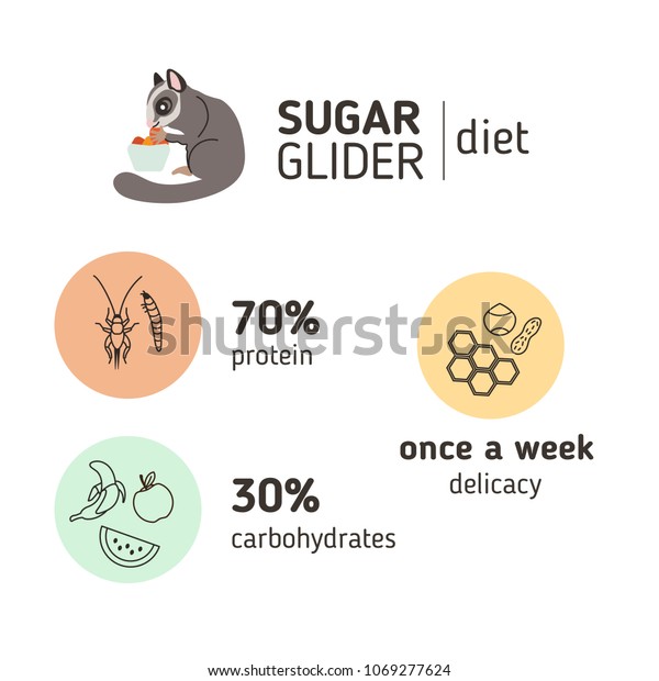sugar glider feeding
