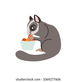 Sugar glider eats. Vector illustration with cute sugar glider in side veiw. Flat style. Isolated on white background.