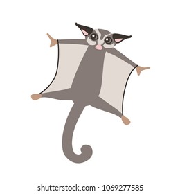 Sugar glider flies. Vector illustration with cute sugar glider. Flat style. Isolated on white background.