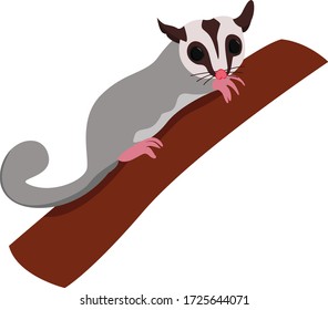 Sugar glider, illustration, vector on white background