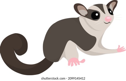 Sugar glider, illustration, vector on a white background.