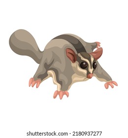 Sugar glider nocturnal animal species cartoon illustration vector