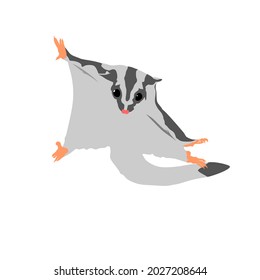 Sugar glider, Petaurus breviceps is a cute little marsupial that can glide from a branch to another. It is also a well known pet 