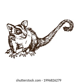 The sugar glider (Petaurus breviceps), woodcutstyle ink drawing illustration 