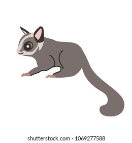 Sugar glider. Vector illustration with cute sugar glider in side veiw. Flat style. Isolated on white background.