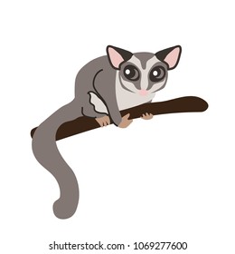 Sugar glider. Vector illustration with cute sugar glider. Flat style. Isolated on white background.