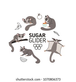 Sugar gliders in different poses and sugar glider's food. Set of vector illustrations and icons in flat style. Isolated on white background.