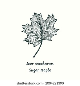 Sugar maple (Acer saccharum) leaf. Ink black and white doodle drawing in woodcut style.