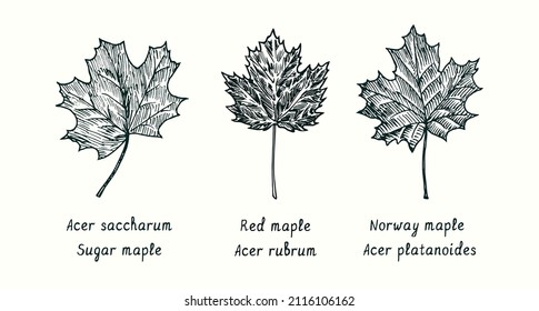 Sugar maple (Acer saccharum), Red maple (Acer rubrum) and Norway maple (Acer platanoides) leaf. Ink black and white doodle drawing in woodcut style.