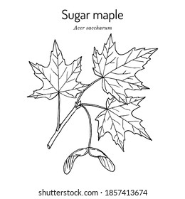 Sugar maple (acer saccharum), state tree of New York, Vermont, West Virginia, Wisconsin. Hand drawn botanical vector illustration