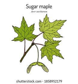 Ahornzucker (Acer saccharum), Staatsbaum von New York, Vermont, West Virginia, Wisconsin. handgezeichnete botanische Vektorgrafik