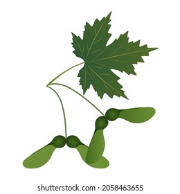 Sugar maple fruit with leaf on a white background.
