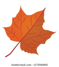 
Sugar maple leaf is a autumn leaf  with the broad leafy structure in pale yellow color 
