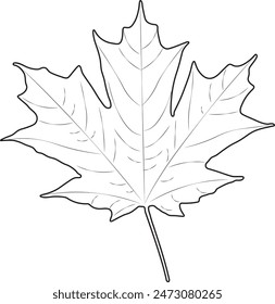 Sugar maple leaf linear icon in vector, illustration outline white background