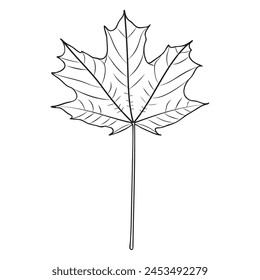 Sugar maple leaf outline, vector botanical illustration. Maple tree leaf contour, coloring book page.