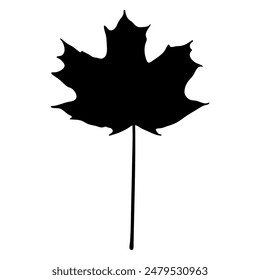 Silueta de hoja de arce de azúcar, ilustración botánica de Vector.