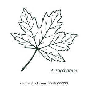 Ahornblatt Zucker. Die Skizze wird von Hand gezeichnet, in Tinte mit Bleistift. Namen auf Latein. Acer sacharum. Einzeln auf weißem Hintergrund. Vektorgrafik.