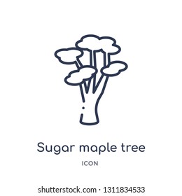 sugar maple tree icon from nature outline collection. Thin line sugar maple tree icon isolated on white background.