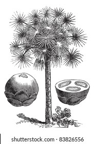 Sugar palm or Borassus flabellifer, vintage engraved illustration, showing whole fruit (left) and fruit cross-section (right). Trousset encyclopedia (1886 - 1891).