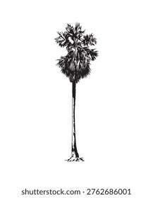 sugar palm trees ,black silhouette isolated on white background. Vector illustration
