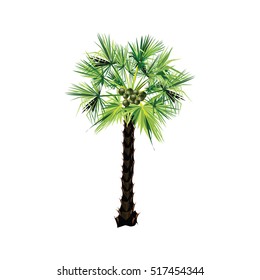 Sugar Palm Tropical Tree