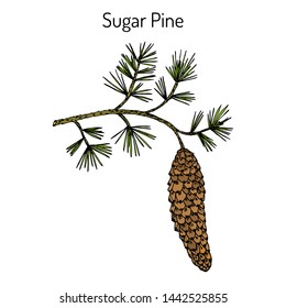 Sugar pine (pinus lambertiana), medicinal plant. Hand drawn botanical vector illustration