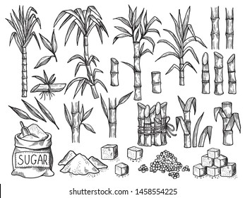 Sugar plant. Agriculture production of sugarcane plantation vector hand drawn collection. Illustration of sugar plant, sugarcane ripe cultivated