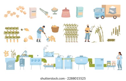 Sugar production flat set with isolated icons of beets canes gathering workers factory line ready products vector illustration